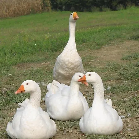 翼格瑞丽酒店 卡斯塔诺兰泽